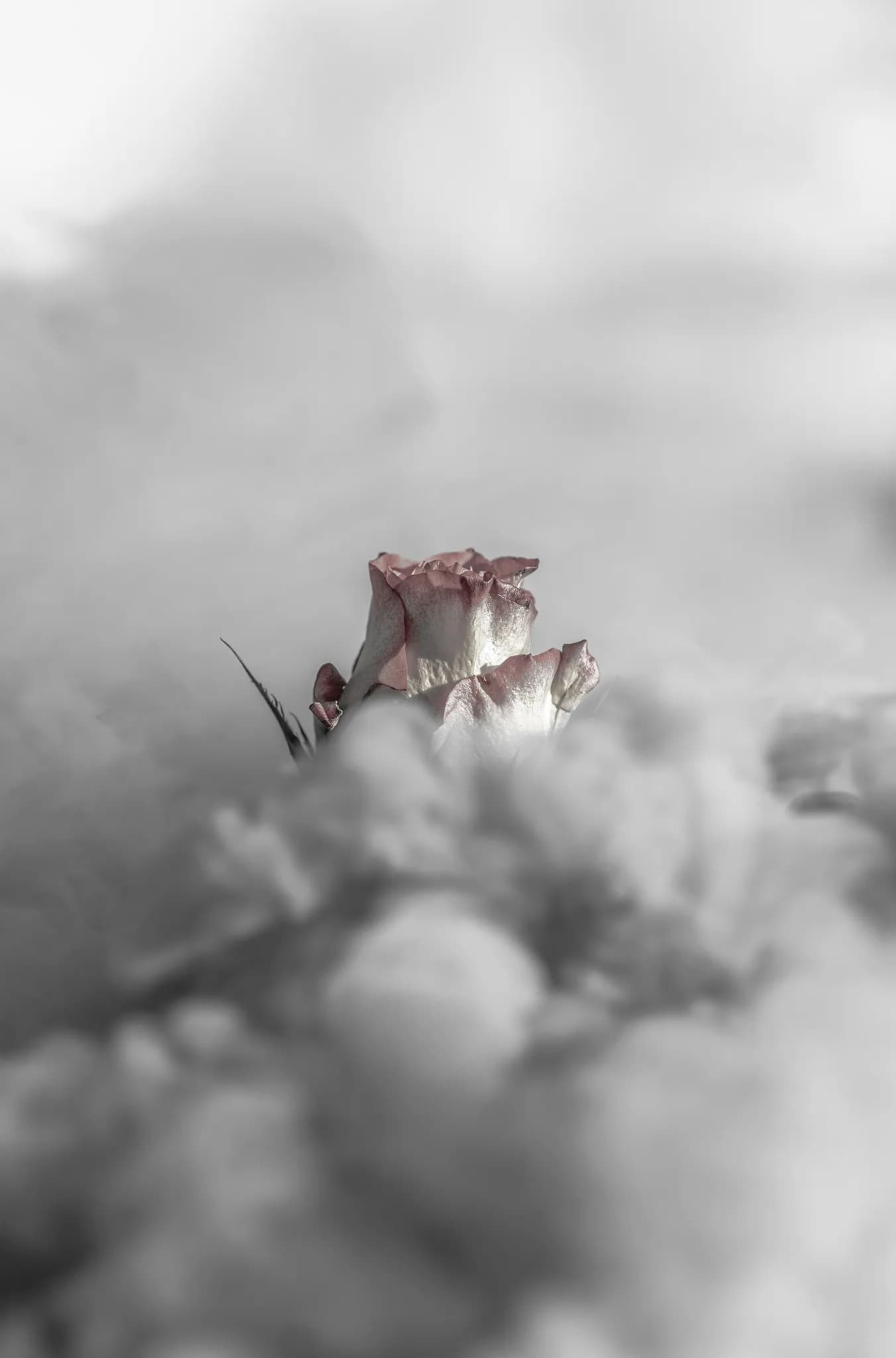 NV - Rose in the clouds.